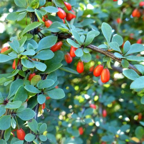 what is barberry used for.